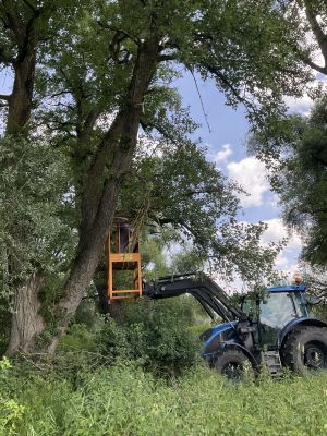 Anbringen der Vogel- und Fledermaukästen
