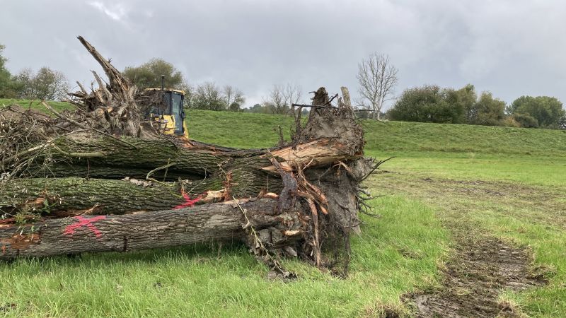 Rodung von Gehölzen inklusive Wurzelstock