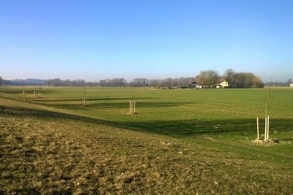 Neupflanzungen der Solitärbäume