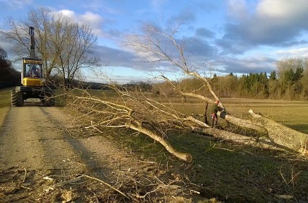 Baumfällungen im Bereich Wasserschutzgebiet Siebensee