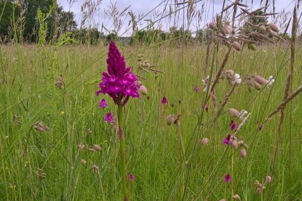Pyramiden-Hundswurz (Anacamptis pyramidalis) Pyramiden-Hundswurz (Anacamptis pyramidalis)