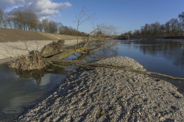 Totholzelemente strukturieren die Kiesbänke und Flachwasserzonen, Teilgebiet 2 Kohärenzschwerpunkt Dingolfing Totholzelemente strukturieren die Kiesbänke und Flachwasserzonen, Teilgebiet 2 Kohärenzschwerpunkt Dingolfing