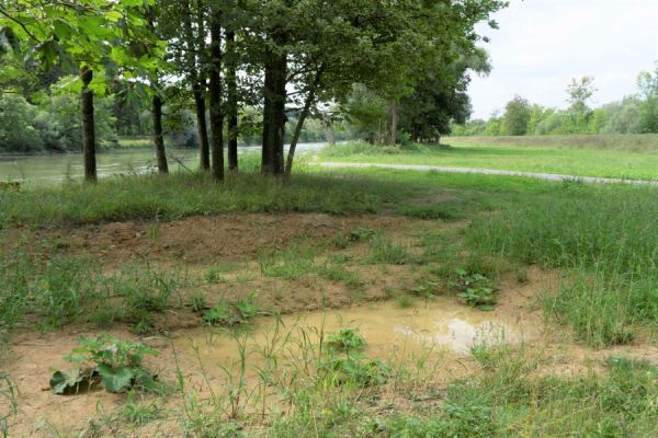 Temporäre Kleingewässer, Teilgebiet 1 FFH-Schwerpunkt Loiching Temporäre Kleingewässer, Teilgebiet 1 FFH-Schwerpunkt Loiching