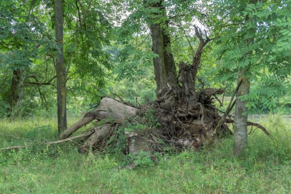 Totholzstapel, Teilgebiet 1 FFH Schwerpunkt Loiching Totholzstapel, Teilgebiet 1 FFH Schwerpunkt Loiching