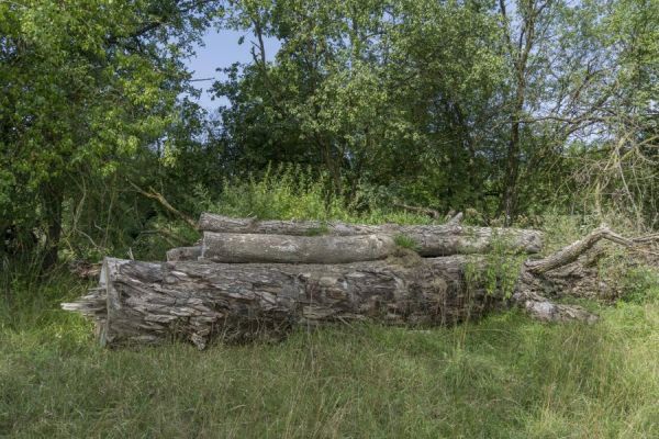 Totholzstapel, Teilgebiet 1 FFH Schwerpunkt Loiching Totholzstapel, Teilgebiet 1 FFH Schwerpunkt Loiching