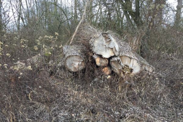 Totholzstapel, Teilgebiet 5 FFH Schwerpunkt Landau Totholzstapel, Teilgebiet 5 FFH Schwerpunkt Landau