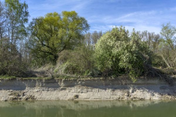 Unverbaute Ufer für mehr Flussdynamik, Teilgebiet 5 Kohärenzschwerpunkt Landau Unverbaute Ufer für mehr Flussdynamik, Teilgebiet 5 Kohärenzschwerpunkt Landau