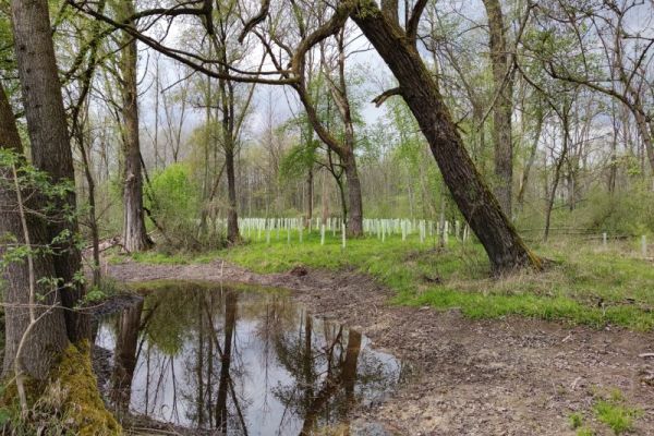 Temporäres Kleingewässer, Teilgebiet 6 FFH-Schwerpunkt Landau Temporäres Kleingewässer, Teilgebiet 6 FFH-Schwerpunkt Landau