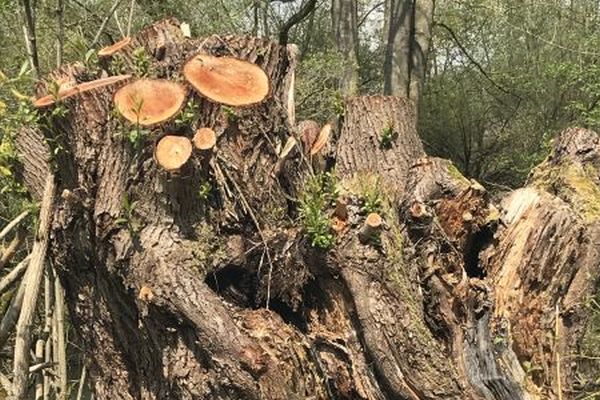 Kopfweide nach dem Sanierungsschnitt; Teilgebiet 6 FFH-Schwerpunkt Landau Kopfweide nach dem Sanierungsschnitt; Teilgebiet 6 FFH-Schwerpunkt Landau