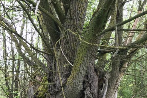 Ehemalige Kopfweide vor dem Sanierungsschnitt; Teilgebiet 7 FFH-Schwerpunkt Ettling Ehemalige Kopfweide vor dem Sanierungsschnitt; Teilgebiet 7 FFH-Schwerpunkt Ettling