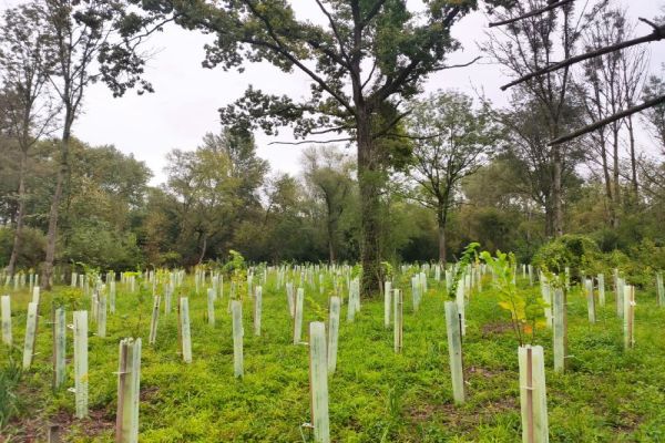 Waldumbau durch Pflanzung standortheimischer Gehölze, Teilgebiet 6 FFH-Schwerpunkt Landau Waldumbau durch Pflanzung standortheimischer Gehölze, Teilgebiet 6 FFH-Schwerpunkt Landau