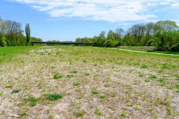 Frühes Entwicklungsstadium nach Ansaat und Mähgutübertragung, Teilgebiet 5 Kohärenzschwerpunkt Landau Frühes Entwicklungsstadium nach Ansaat und Mähgutübertragung, Teilgebiet 5 Kohärenzschwerpunkt Landau