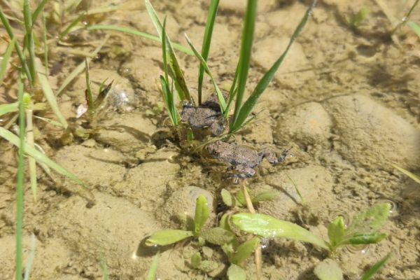 Erfolgreiche Wiederbesiedelung durch Gelbbauchunken, Teilgebiet 7, FFH-Schwerpunkt Ettling Erfolgreiche Wiederbesiedelung durch Gelbbauchunken, Teilgebiet 7, FFH-Schwerpunkt Ettling