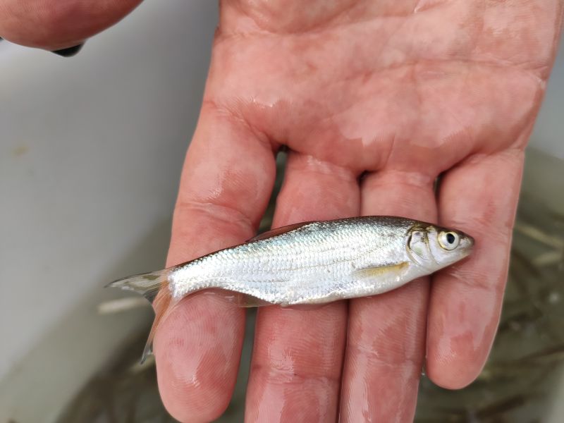 Bemerkenswerte Zunahme der Jungfischpopulation bei der Fischart Nase Bemerkenswerte Zunahme der Jungfischpopulation bei der Fischart Nase